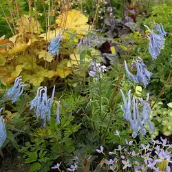 Une image de Corydale Bleue : Une Plante Aérée et Facile à Cultiver