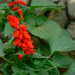 Une image de Salvia écarlate : la plante qui va faire vibrer votre jardin !