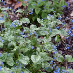 Une image de Brunnera, une plante parfaite pour illuminer votre jardin