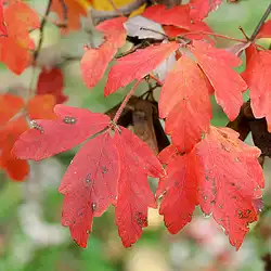 Une image de Acer griseum : Le secret d'un hiver coloré et un entretien facile