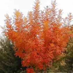 Une image de Le Pistachier chinois: un arbre élégant pour votre jardin