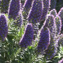 Une image de Echium Candicans : La plante qui va donner du punch à votre jardin !