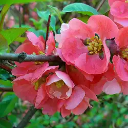 Une image de La Chaenomeles Crimson & Gold : La plante éclatante qui illuminera votre jardin
