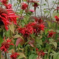 Une image de Monarde Ecarlate : la plante vivace redoutablement vibrante et facile d'entretien