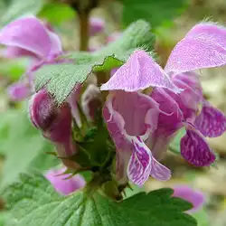 Une image de Le lamier pourpre : un indispensable pour les jardins