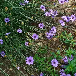 Une image de Catananche bleue : un atout florissant pour votre jardin
