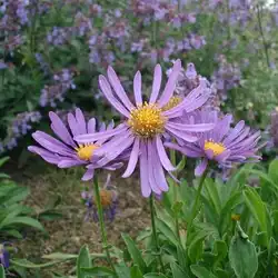 Une image de Asters Alpins 'Dark Beauty': La Plante Parfaite pour Egayer Votre Jardin