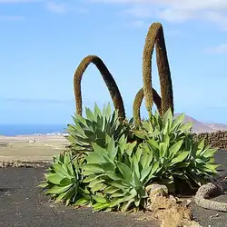 Une image de Agave attenuata : l'élégance mexicaine pour votre jardin