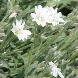 Une image de Le Cerastium tomentosum : une plante tapissante facile à entretenir