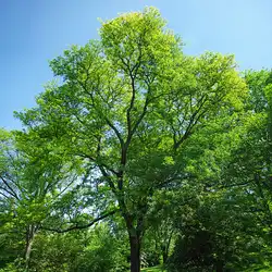 Une image de Le Robinier faux-acacia : un arbre majestueux pour votre jardin