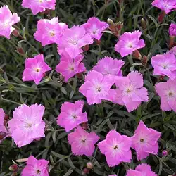 Une image de Dianthus 'Firn' : la plante qui illumine votre jardin en un clin d'œil