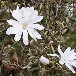 Une image de Magnolia étoilé : une explosion de couleurs pour votre jardin