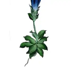 Une image de Gentiane acaule : une plante robuste et élégante