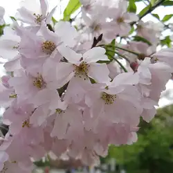 Une image de Le Cerisier Japonais Rose : un ajout de folie à votre jardin !