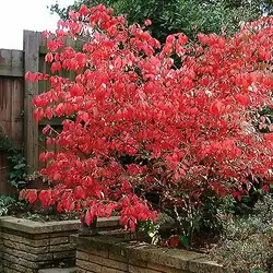 Une image de Euonymus alatus : un arbuste compact aux couleurs automnales