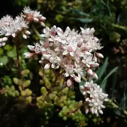 Une image de Sedum album : tout savoir sur cette plante grasse étonnante