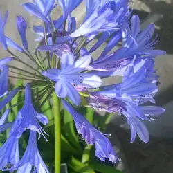 Une image de L'Agapanthe Blue Storm : une belle plante florale