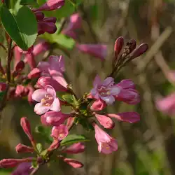 Une image de Weigela Rouge : Ajoutez une touche de couleur éclatante à votre jardin