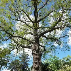 Une image de Le Pterocarya : l'arbre majestueux qui donnera de la hauteur à votre jardin