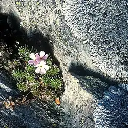 Une image de Androsace carnea Chumbyi : une petite plante alpine pleine de charme