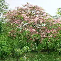 Une image de La Cassia Javanica : une plante majestueuse pour votre jardin