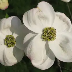 Une image de Cornouiller fleuri ‘Cherokee Brave’ : la plante qui va faire sensation dans votre jardin !