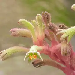 Une image de Anigozanthos flavidus Mini Rouge : la plante qui fait vibrer votre jardin !